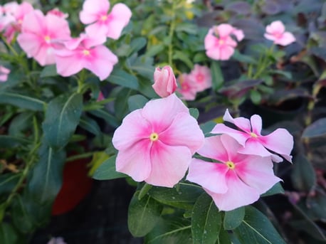 Greenhouse 2