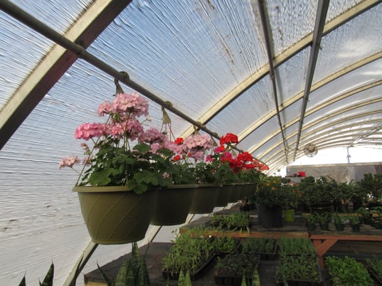 Greenhouse 4