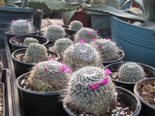Greenhouse 6